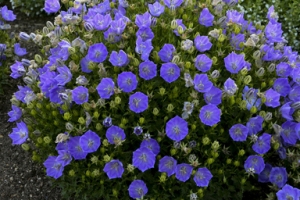 Campanula Carpatica 'Rapido Blue'